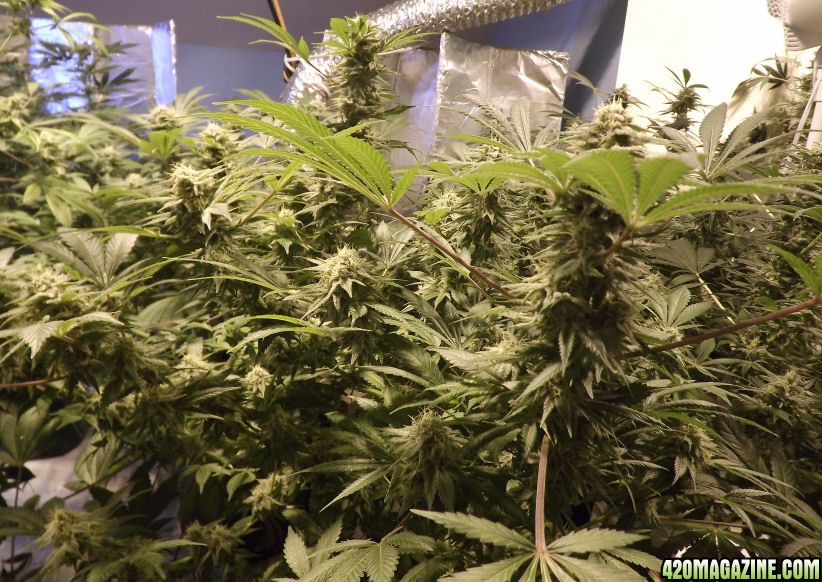 12-06-2011_MataroBlue40dayPlant.jpg