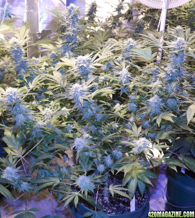 12-06-2011_VanillaKush40day2ndPlant.jpg