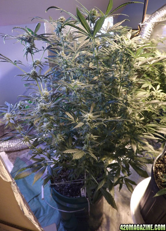 12-06-2011_VanillaKush40dayPlant.jpg