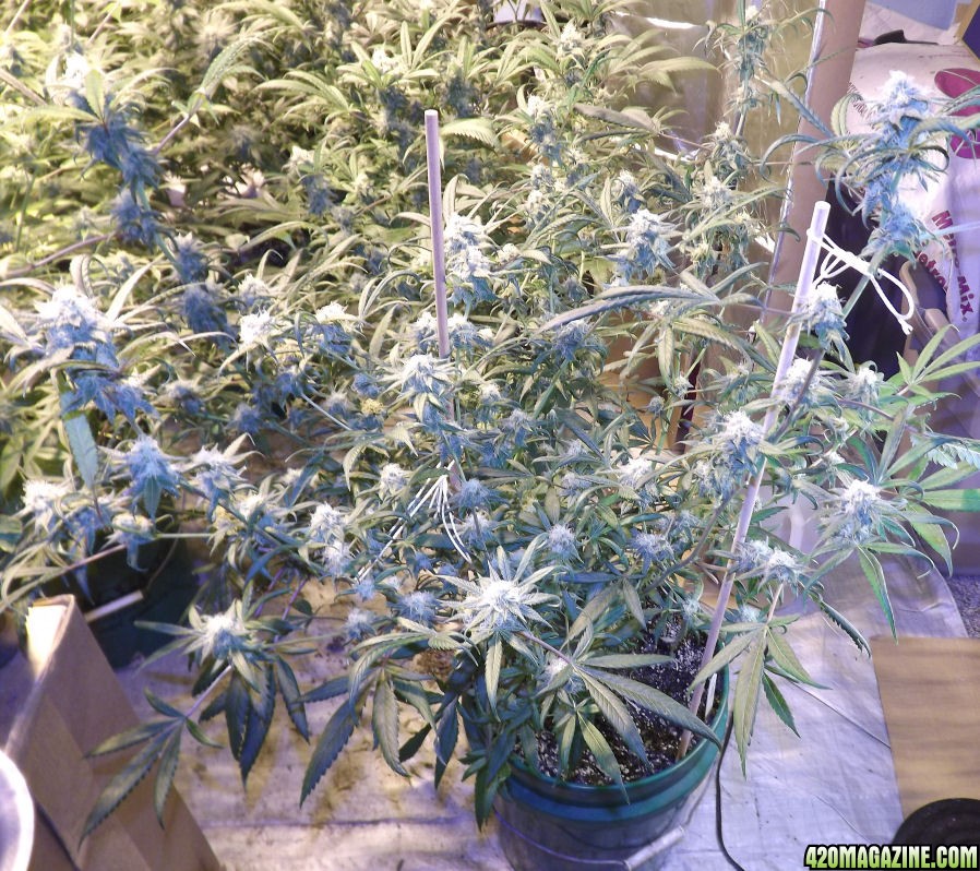 12-06-2011_VanillaKush40dayPlantDiffVw.jpg