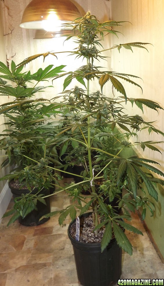 12-15-2011_AutoHimalayaBlueDiesel_50-50Plant.jpg