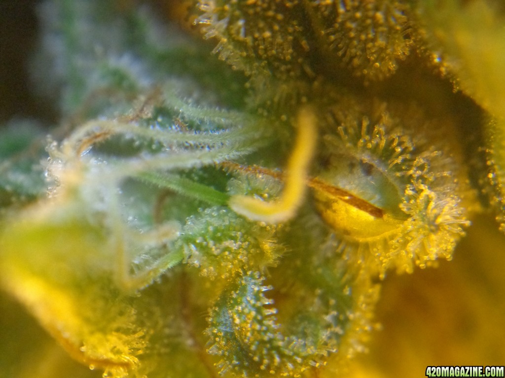 12-15_seeds_3.jpg