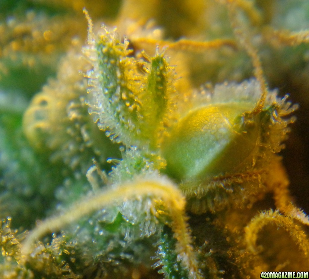 12-15_seeds_5.jpg