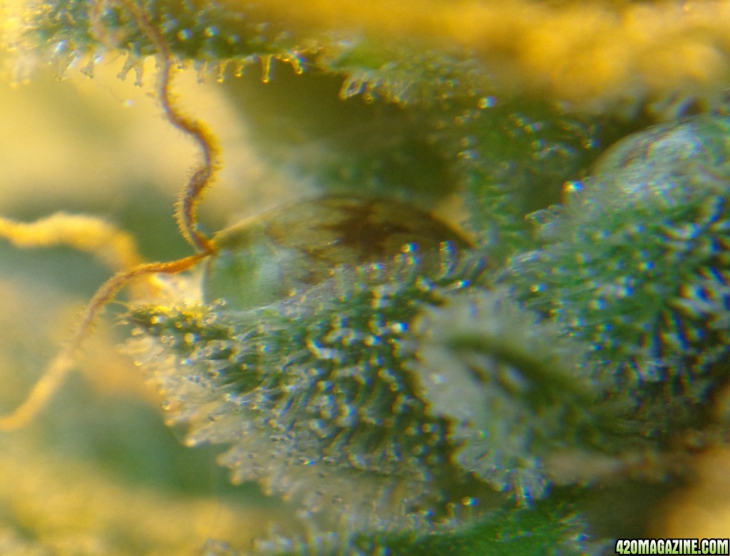 12-15_seeds_6.jpg