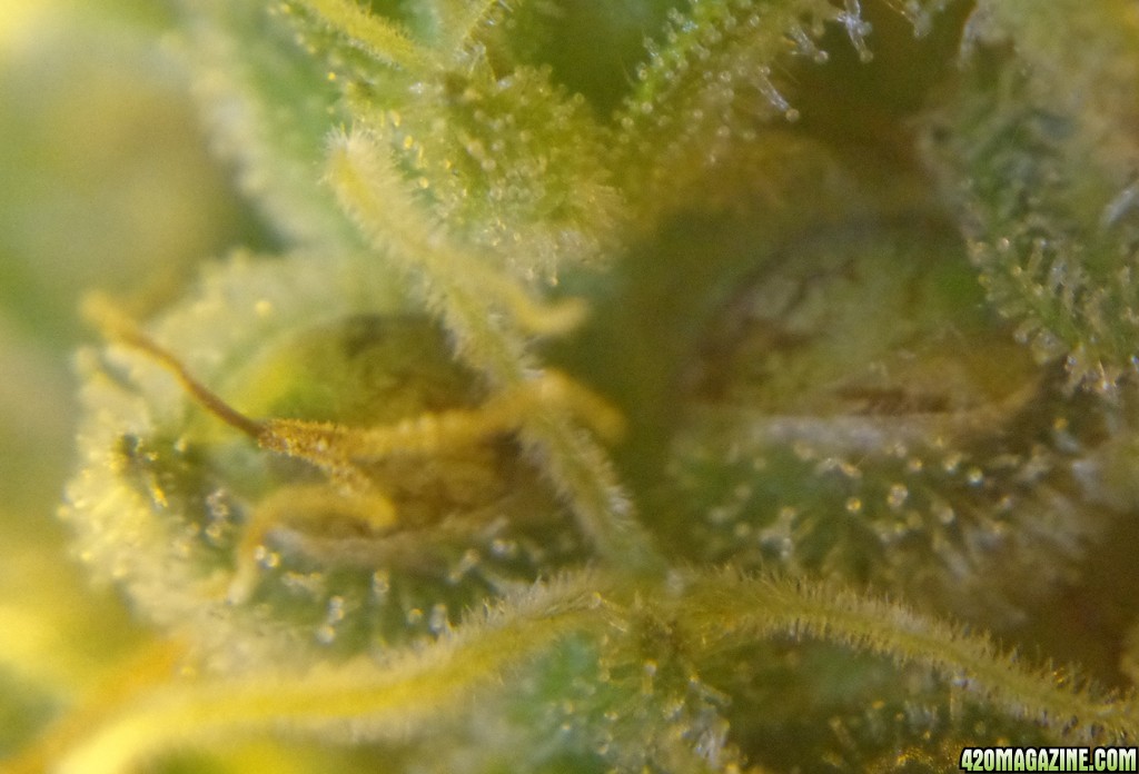 12-15_seeds_8.jpg