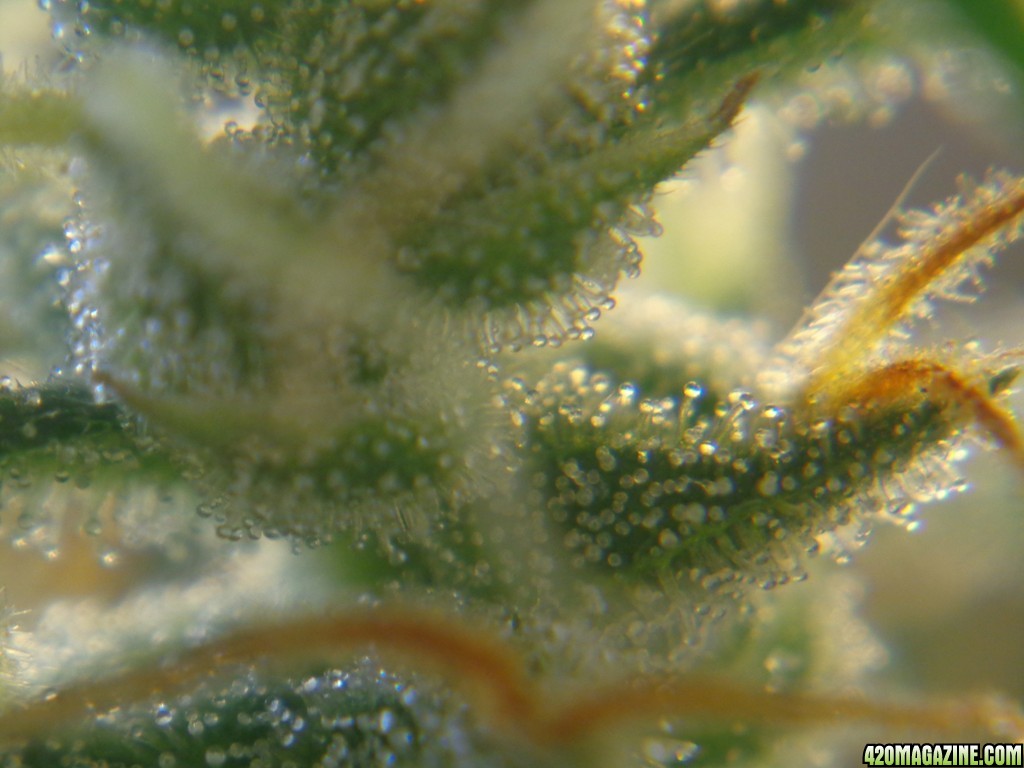 12-15_trichomes_1.jpg