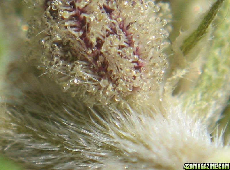 15012DCxSkunk_macro_calyx.JPG