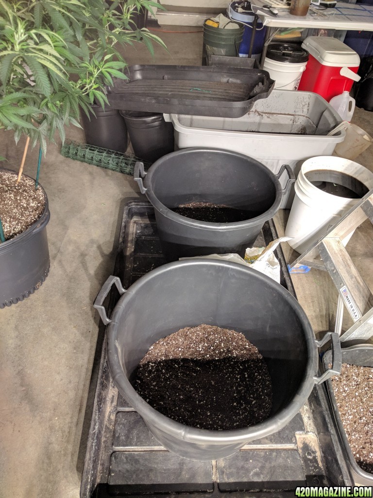 15_gal_pots_ready_for_transplant_2.jpg