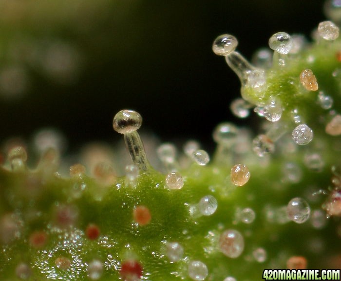 Cannabis Trichomes And How They Tell You When To Harvest - Herbies