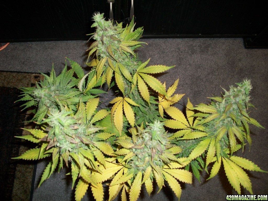 1_Cindy99_POTM_Plant_just_before_harvest_003.jpg