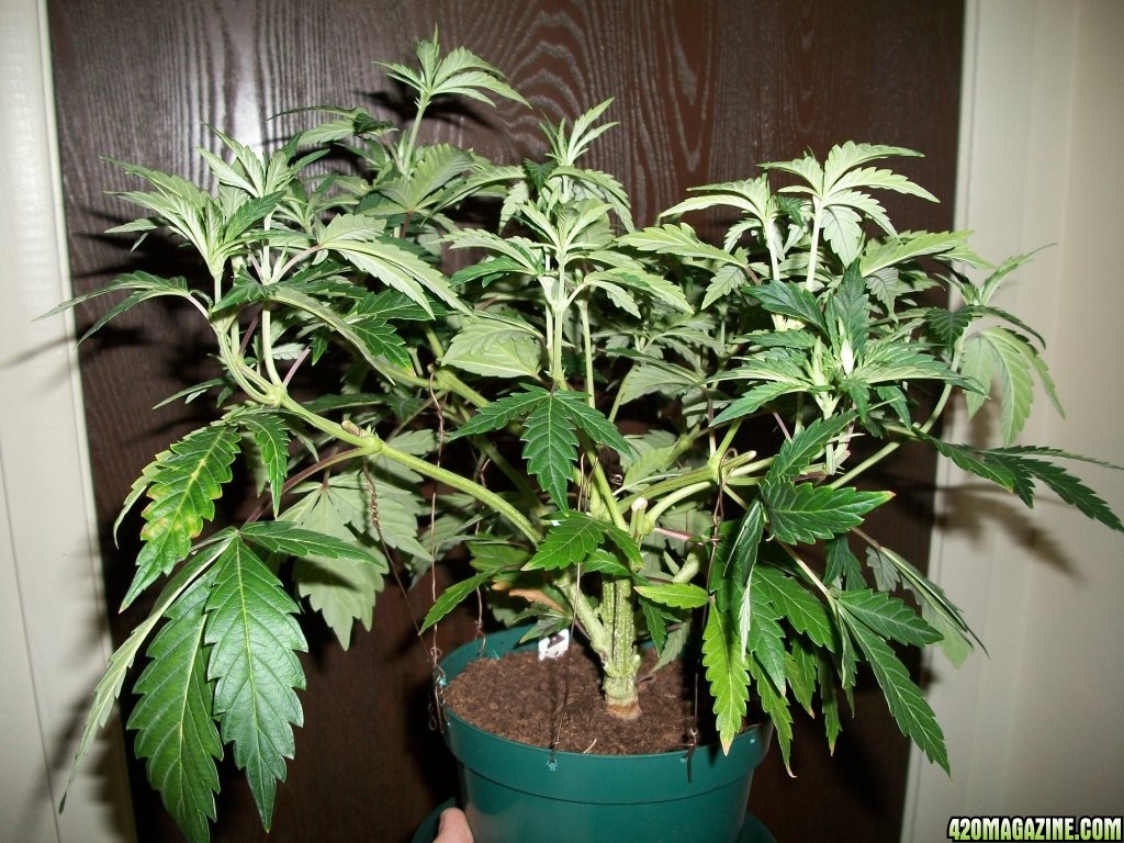 1_Cindy99_POTM_Plant_just_before_harvest_013.jpg