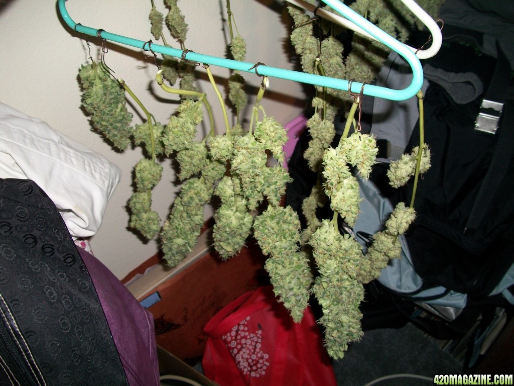 1_Cindy99_POTM_Plant_just_before_harvest_016.jpg