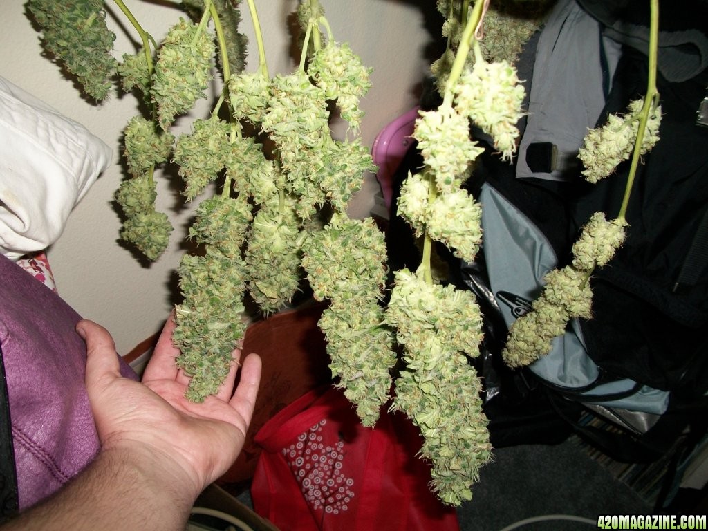 1_Cindy99_POTM_Plant_just_before_harvest_018.jpg