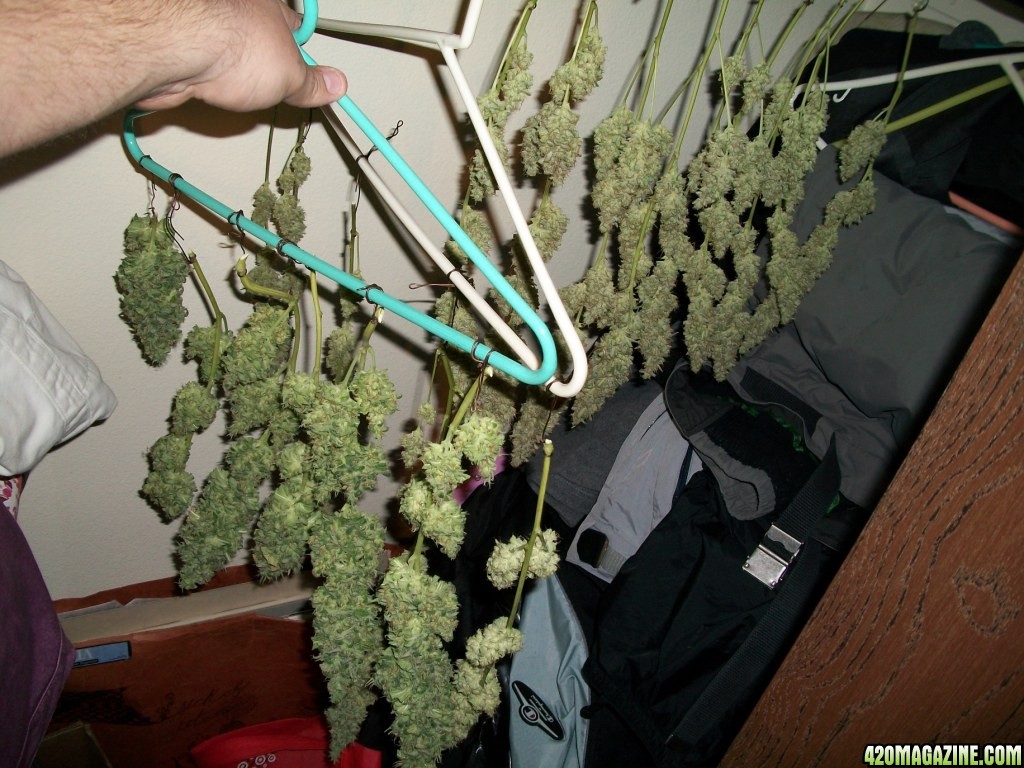 1_Cindy99_POTM_Plant_just_before_harvest_020.jpg