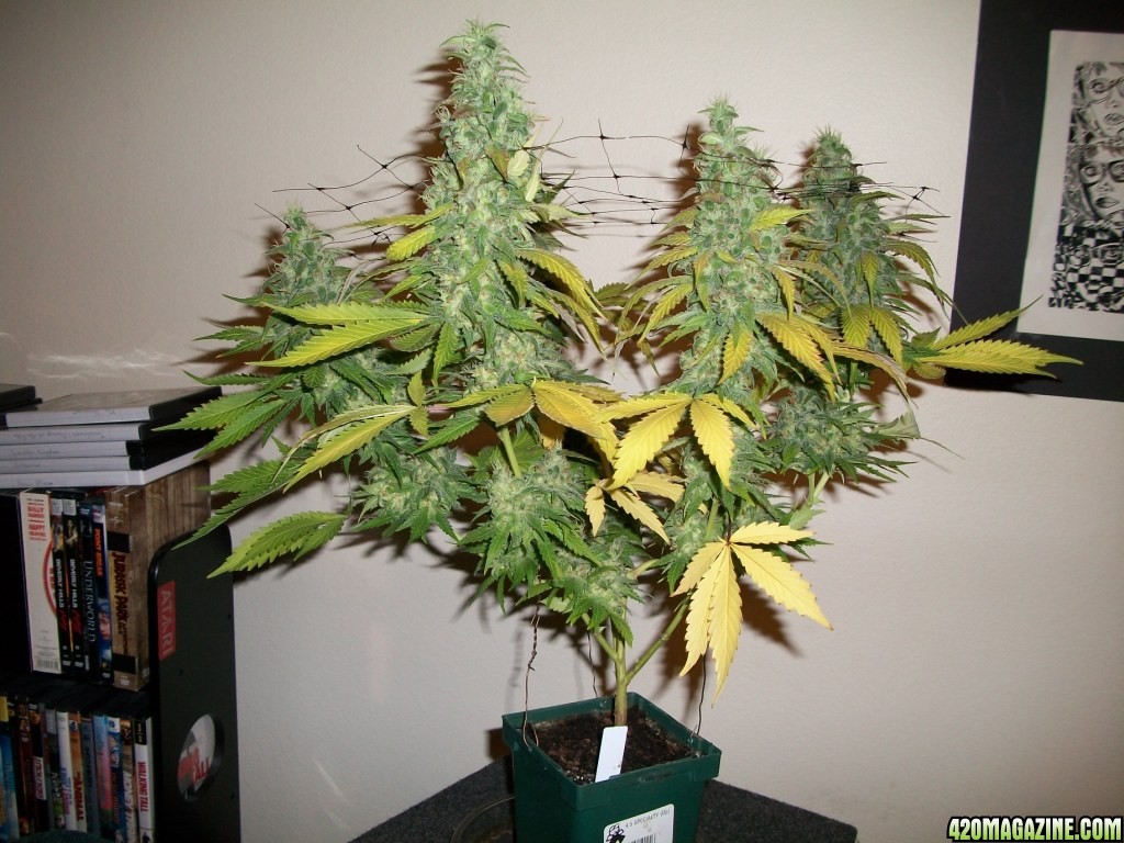 1_Cindy99_Plant_just_before_harvest_001.jpg