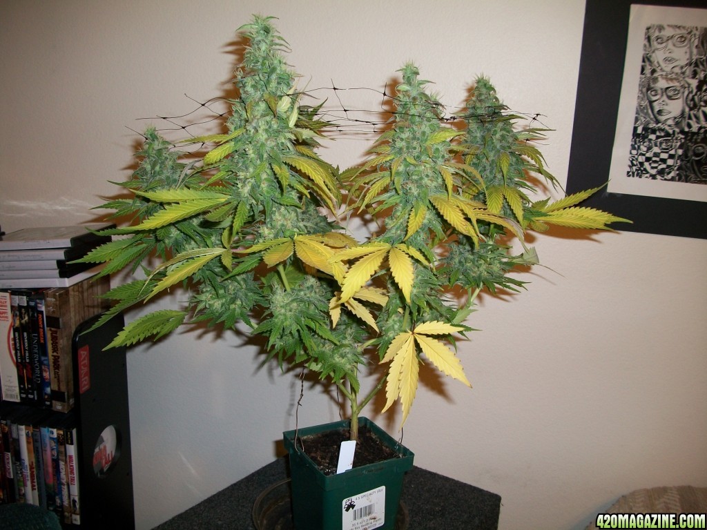 1_Cindy99_Plant_just_before_harvest_002.jpg