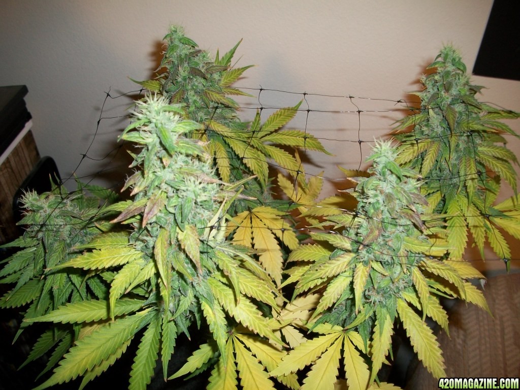 1_Cindy99_Plant_just_before_harvest_007.jpg