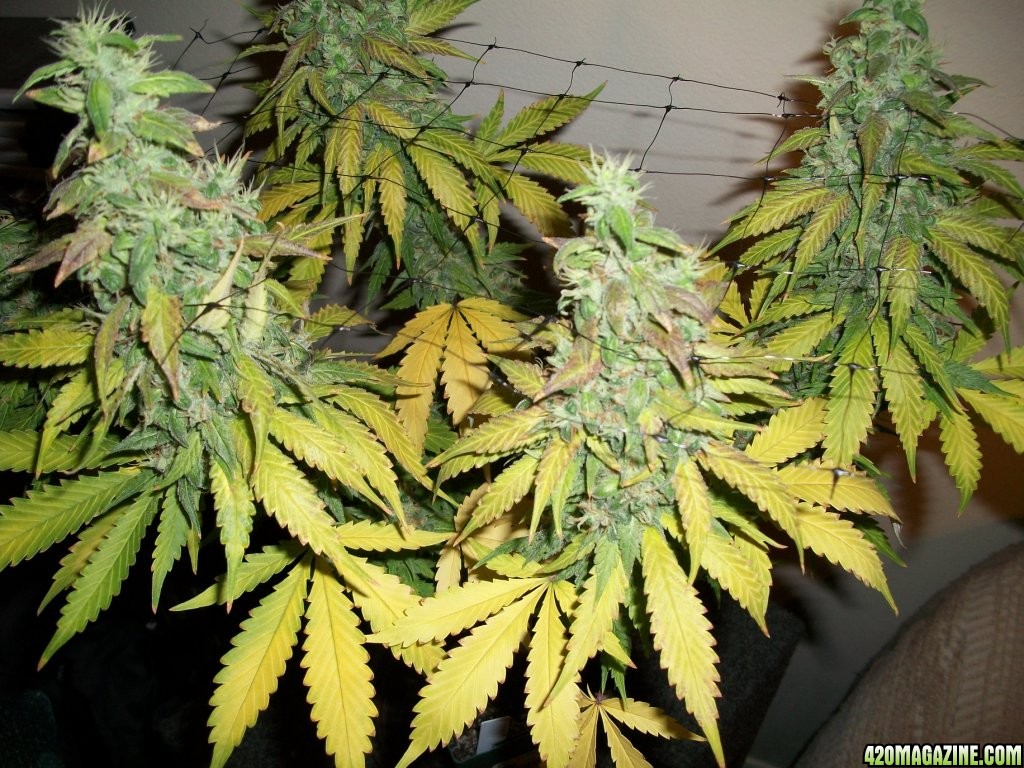 1_Cindy99_Plant_just_before_harvest_008.jpg