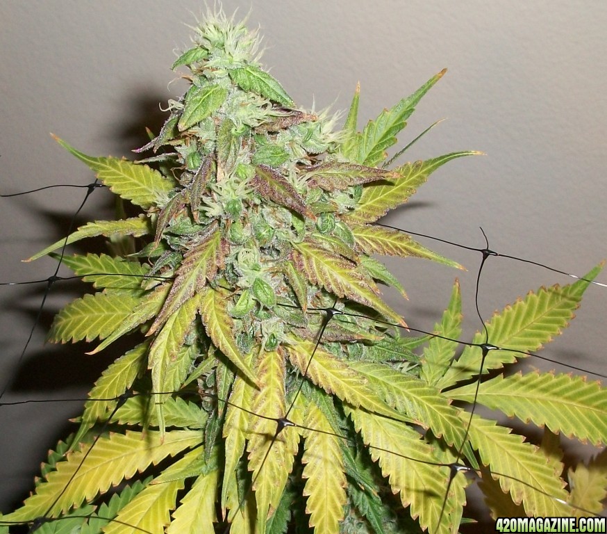 1_Cindy99_Plant_just_before_harvest_009.jpg