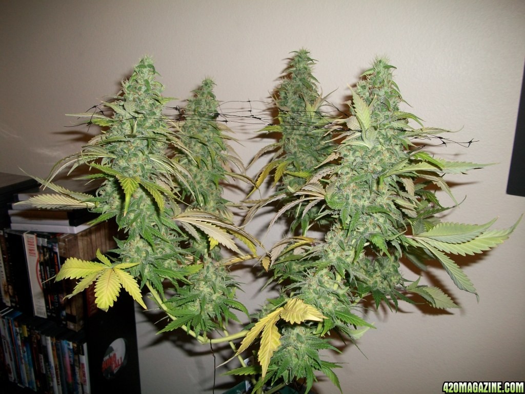 1_Cindy99_Plant_just_before_harvest_010.jpg