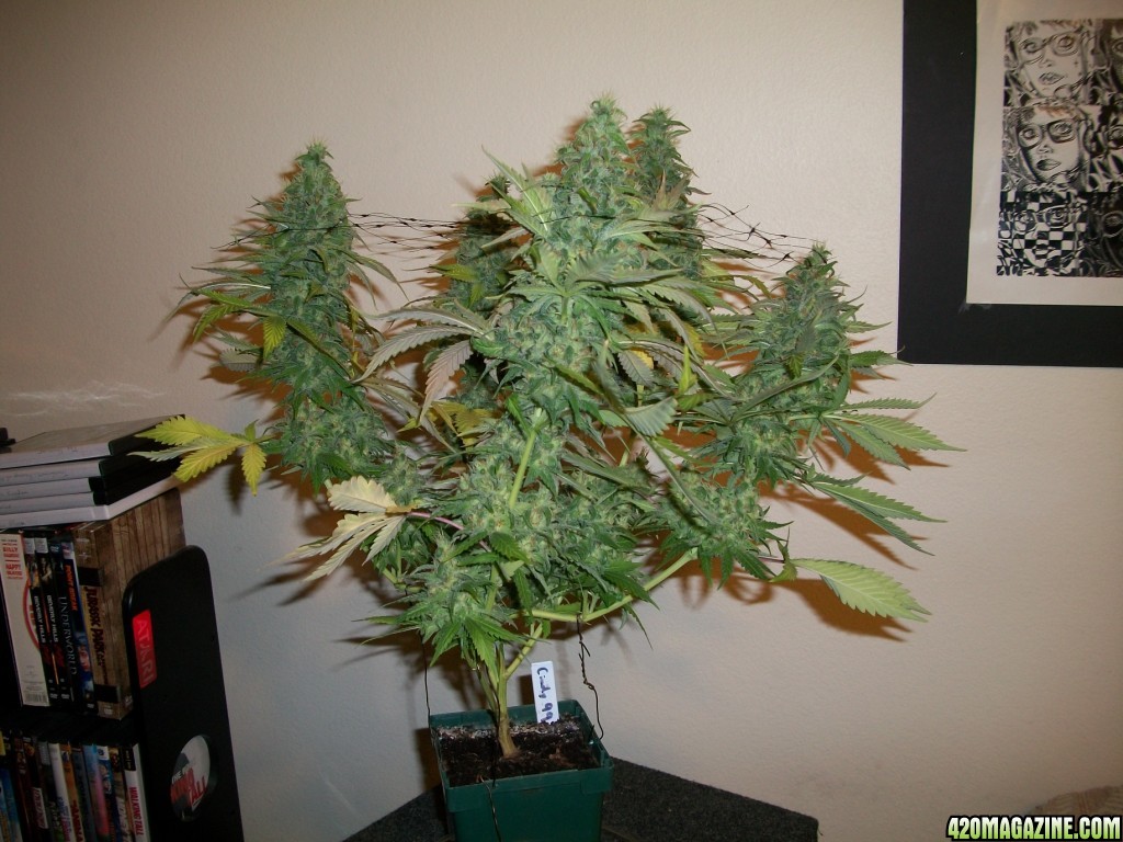 1_Cindy99_Plant_just_before_harvest_012.jpg