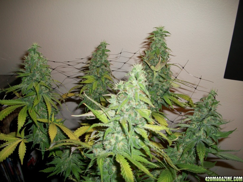 1_Cindy99_Plant_just_before_harvest_014.jpg