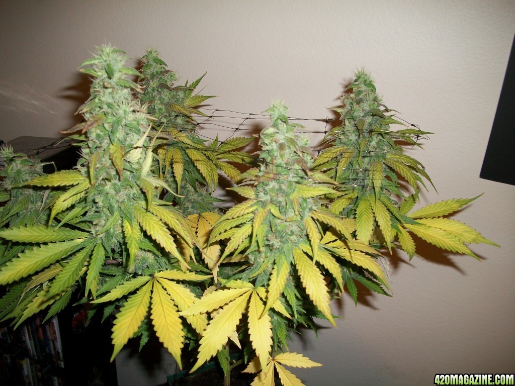 1_Cindy99_Plant_just_before_harvest_015.jpg