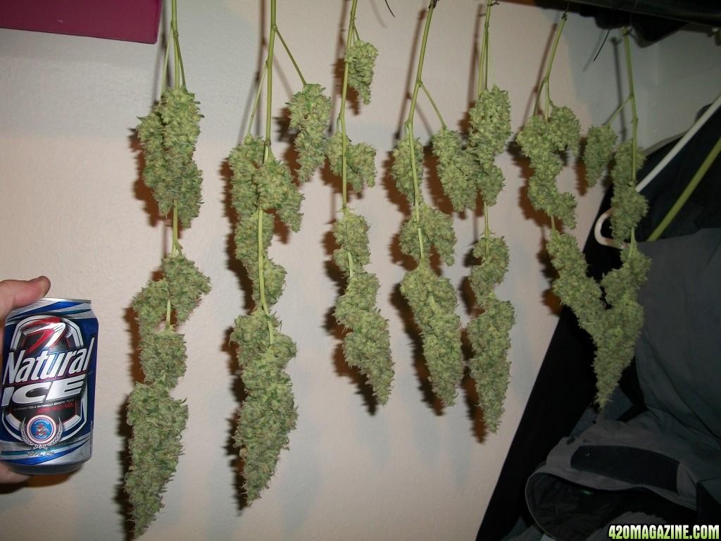 1_WR_harvest_001.jpg