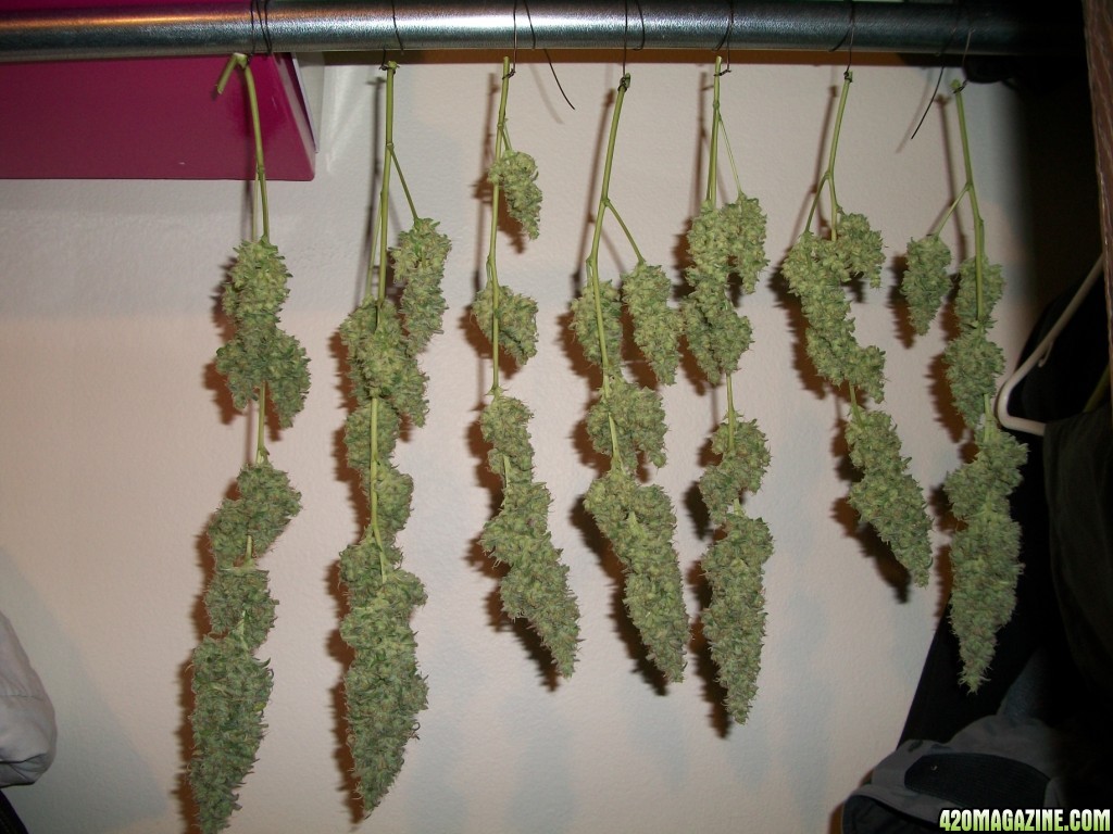 1_WR_harvest_003.jpg