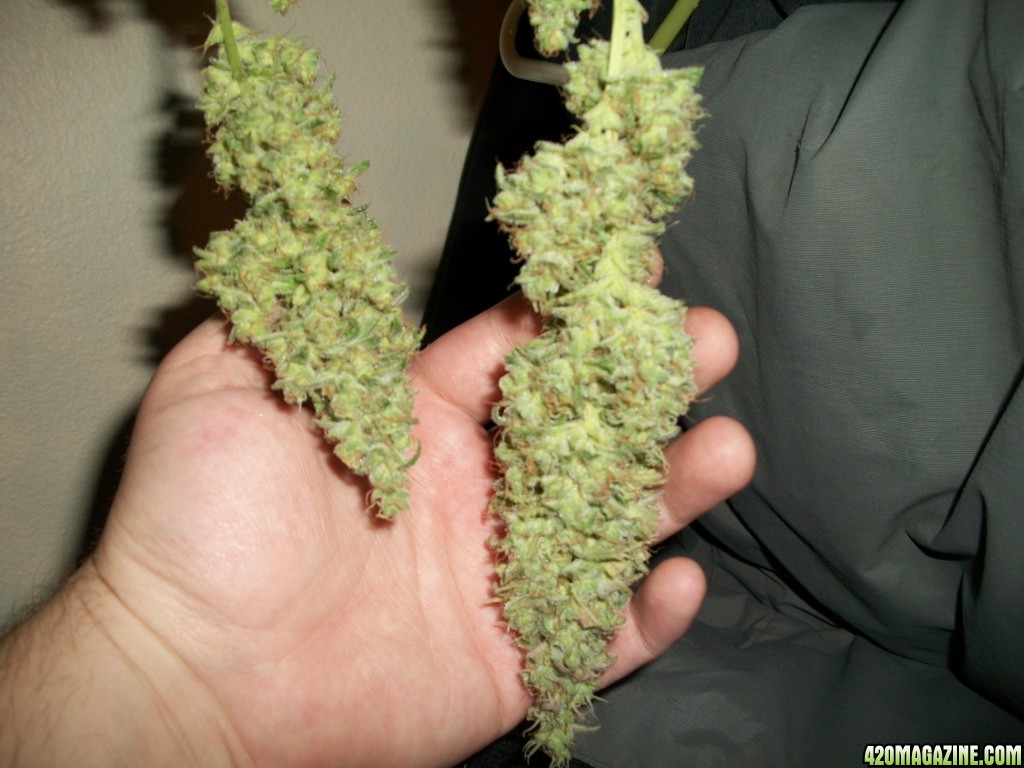 1_WR_harvest_007.jpg