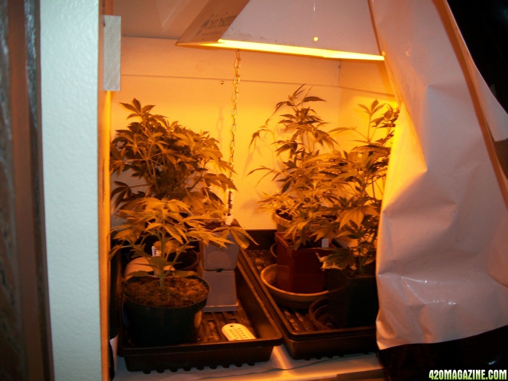 1a_growlab_053.jpg