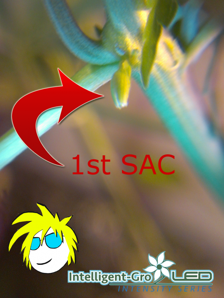 1st-hbd-sac.png