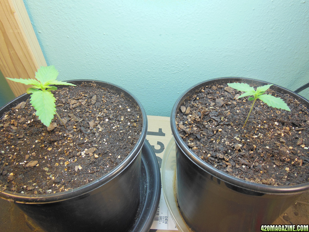 20-13-Oct-Grow-Two.jpg