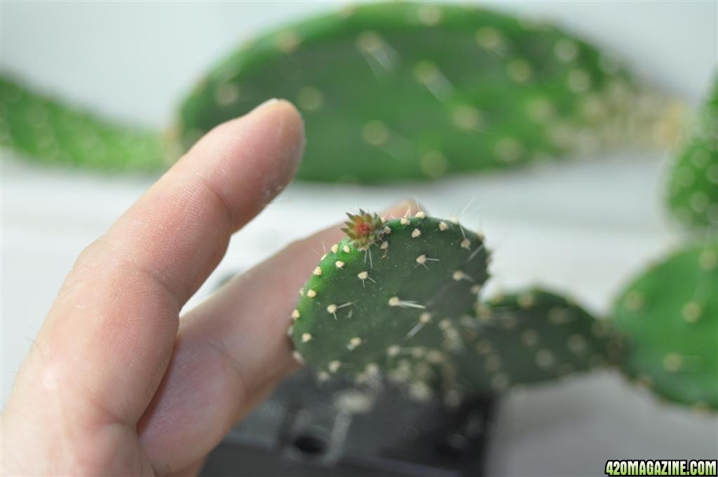 20100209Aber-02-cactus.jpg