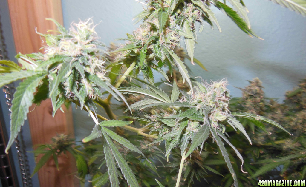 2013-August-72-buds.jpg