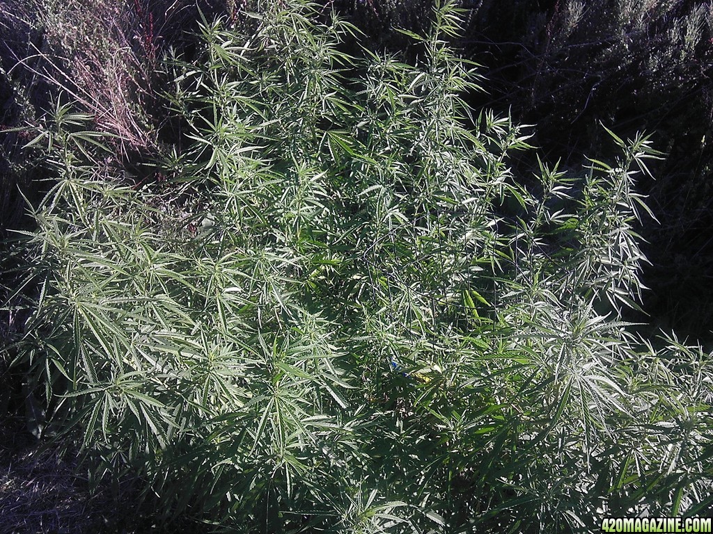 2013_Outdoor_Grow_00216.jpg