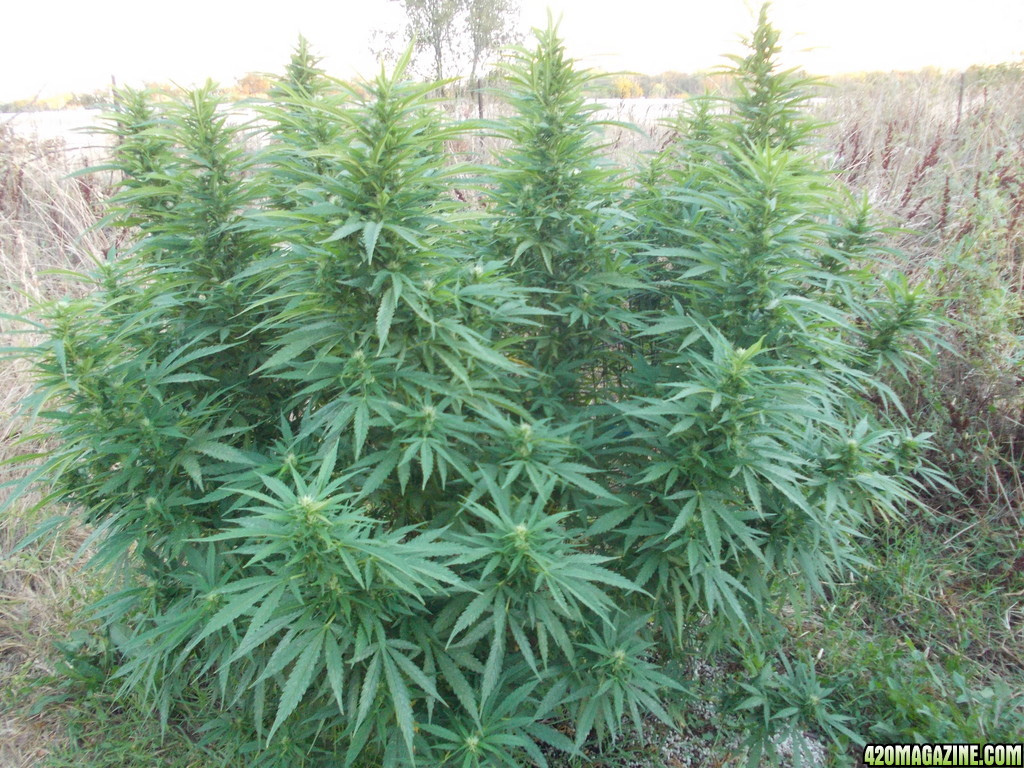 2013_Outdoor_Grow_00229.JPG