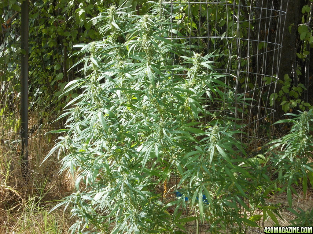 2013_Outdoor_Grow_00230.JPG