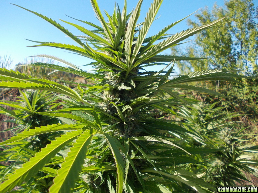 2013_Outdoor_Grow_00340.JPG