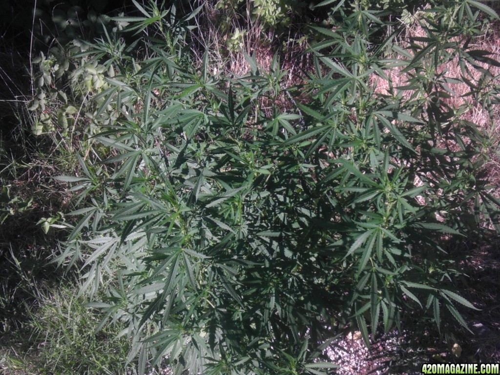 2013_Outdoor_Grow_00421.jpg