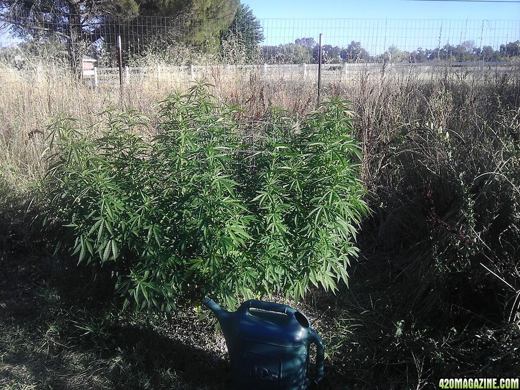 2013_Outdoor_Grow_00519.jpg