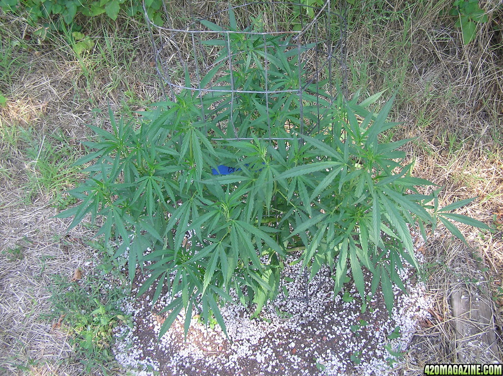 2013_Outdoor_Grow_00612.JPG