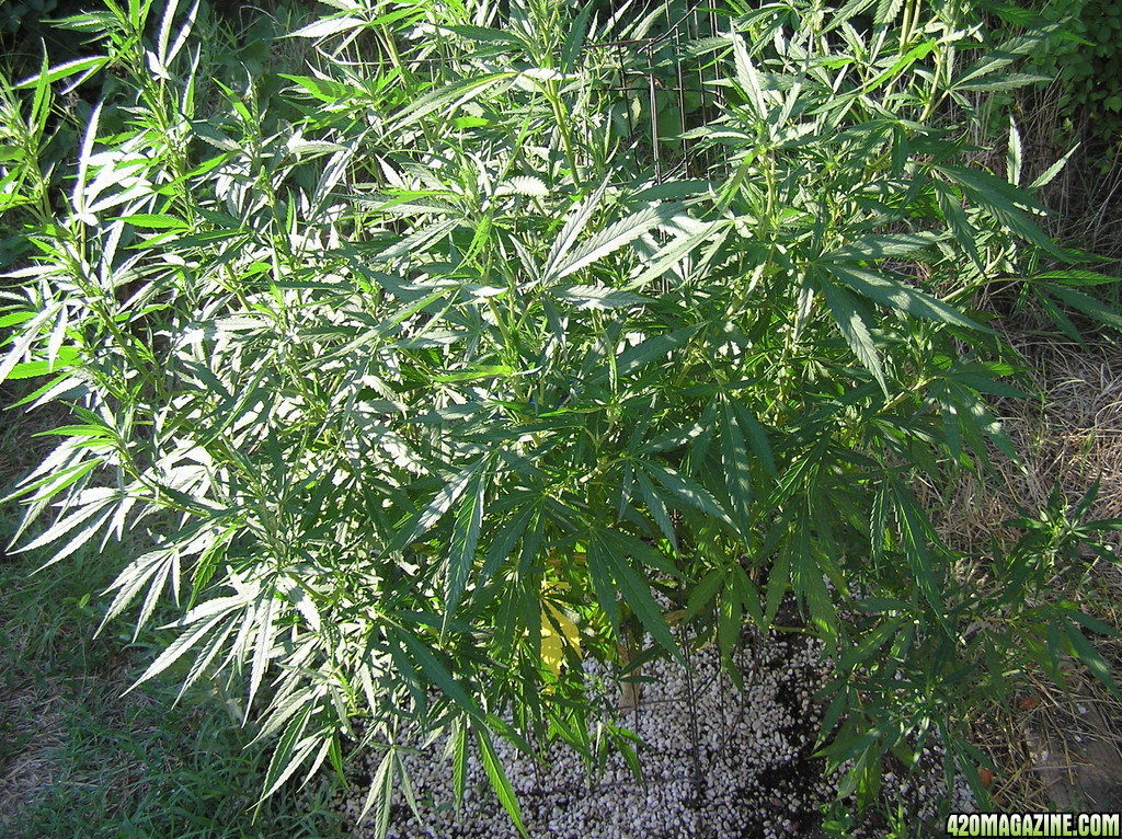 2013_Outdoor_Grow_00616.JPG