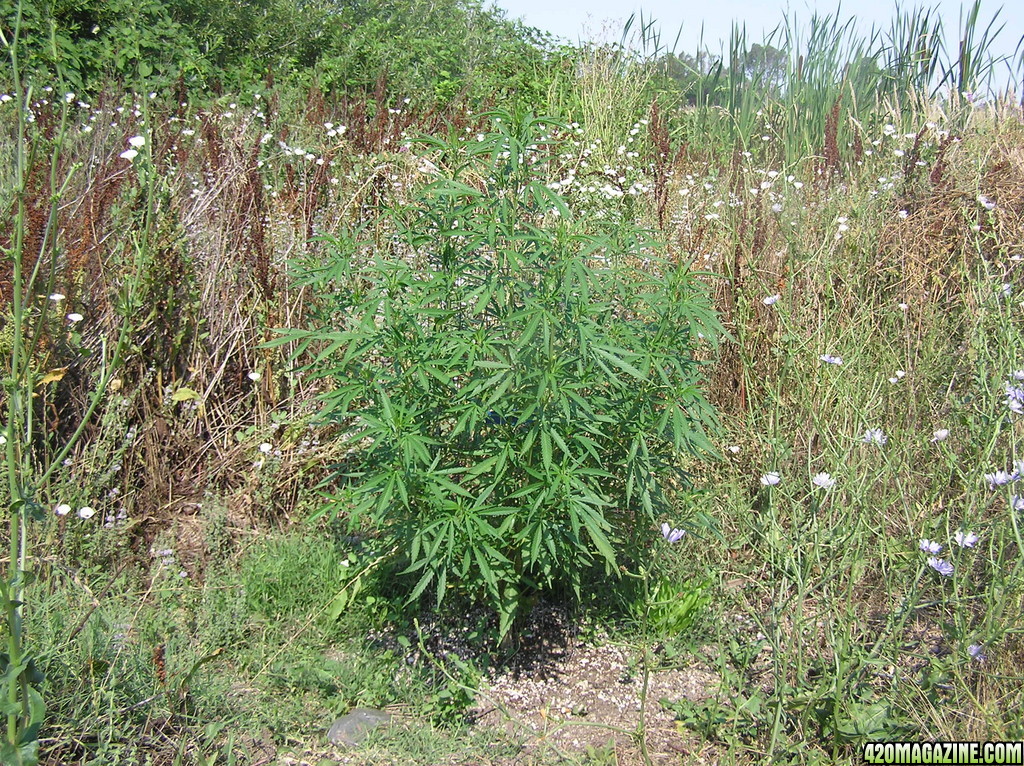 2013_Outdoor_Grow_00712.JPG