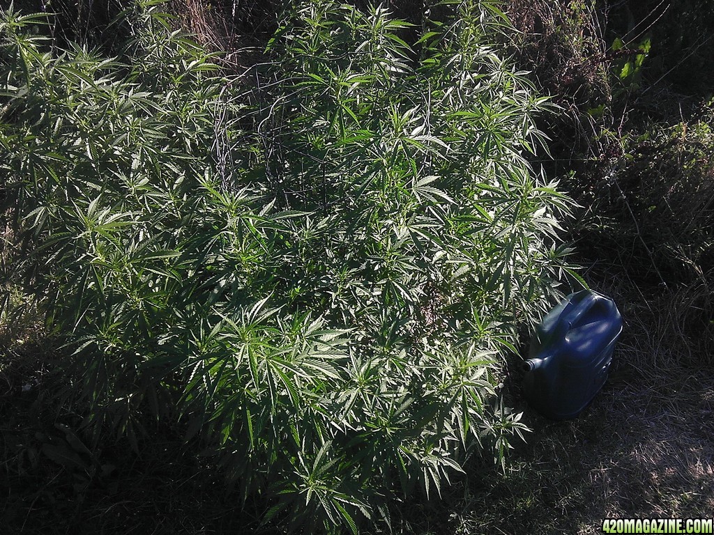 2013_Outdoor_Grow_00719.jpg