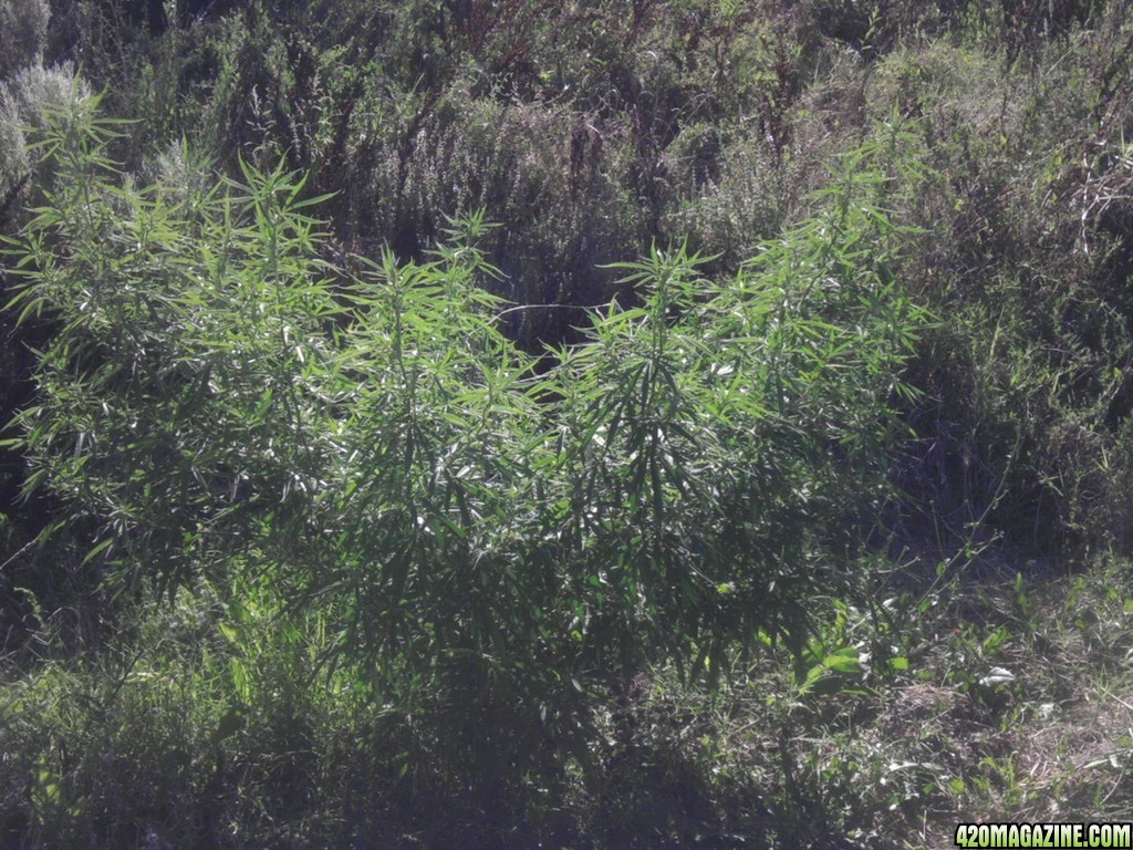 2013_Outdoor_Grow_00721.jpg