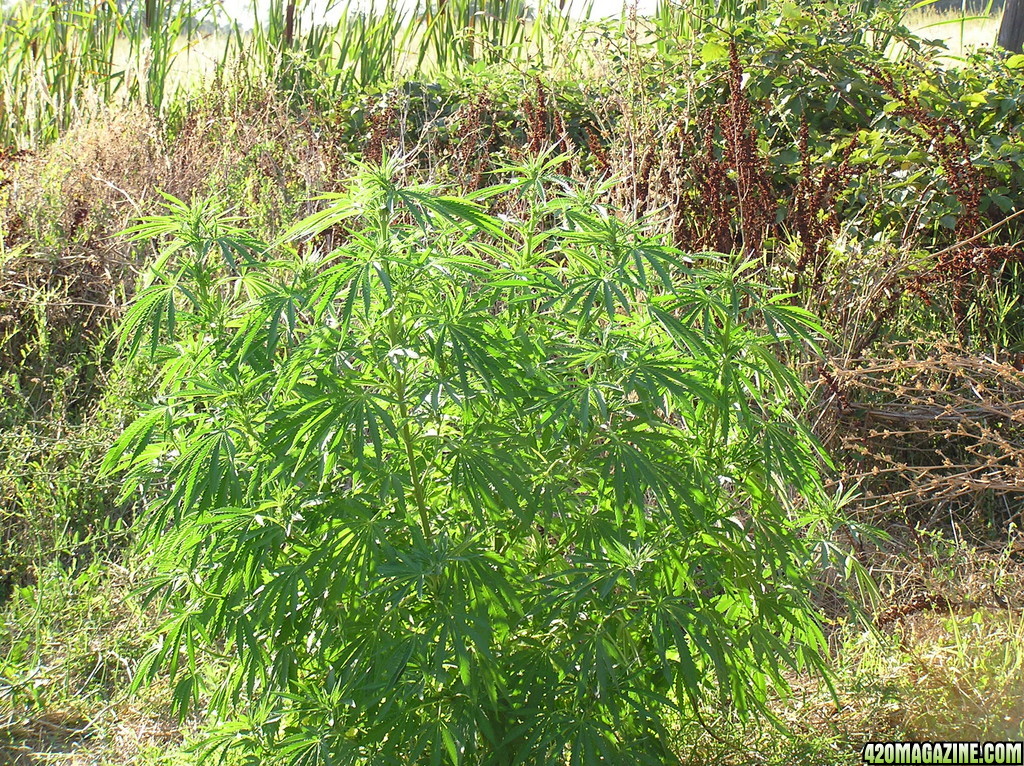 2013_Outdoor_Grow_00723.JPG