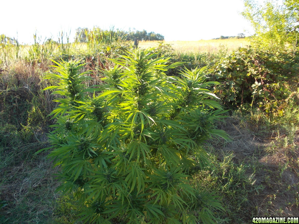 2013_Outdoor_Grow_00739.JPG