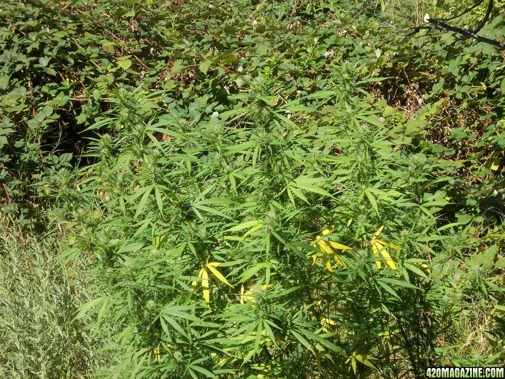 2013_Outdoor_Grow_00743.JPG