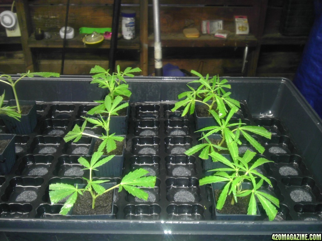 2013_Outdoor_Grow_00819.jpg